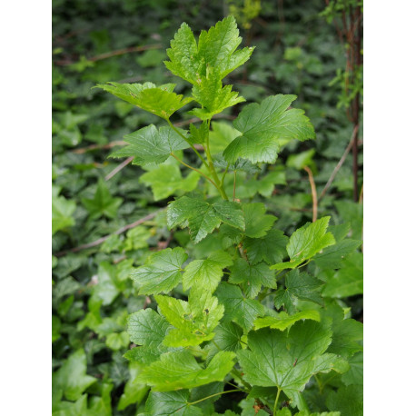 Ribes glandulosum