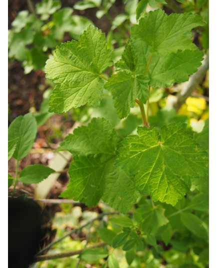 Ribes sanguineum - groseiller sanguin