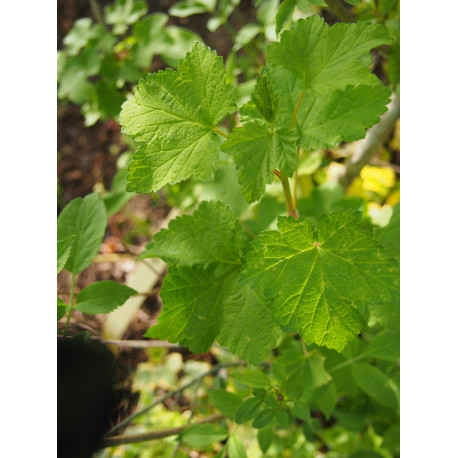 Ribes sanguineum - groseiller sanguin