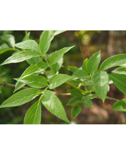 Sambucus nigra 'Korsor'