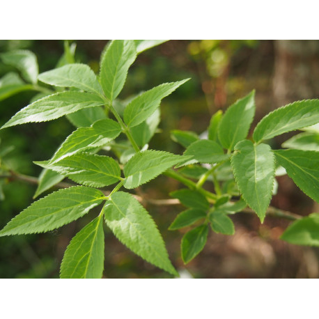 Sambucus nigra 'Korsor'