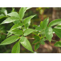 Sambucus nigra 'Korsor'