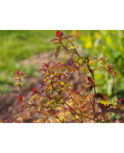 Spiraea japonica 'Purpurea Nana'