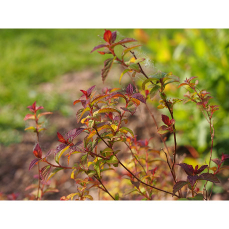 Spiraea japonica 'Purpurea Nana'