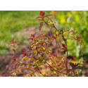 Spiraea japonica 'Purpurea Nana'