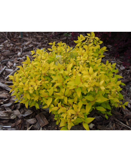 Spiraea japonica 'Nyewood Gold'