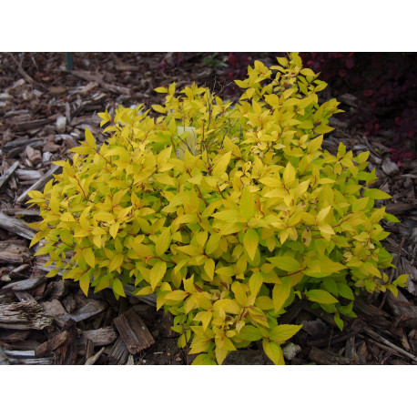 Spiraea japonica 'Nyewood Gold'