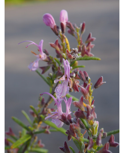 Rosmarinus officinalis 'Roseus'