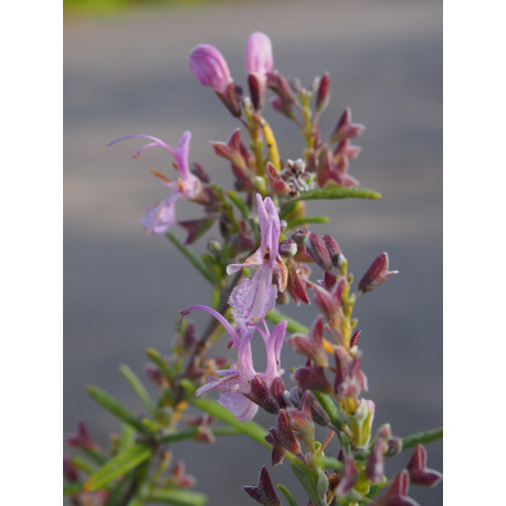 Rosmarinus officinalis 'Roseus'