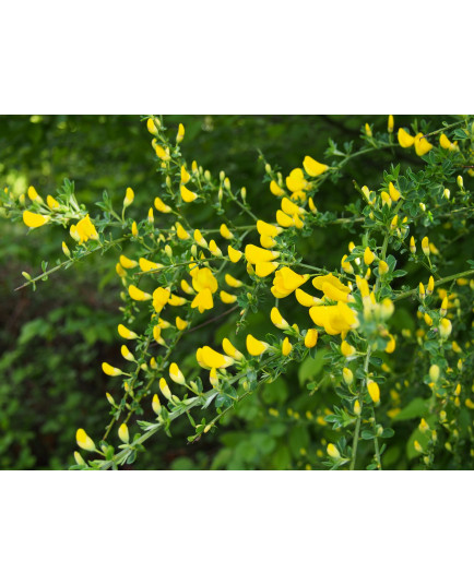 Cytisus praecox