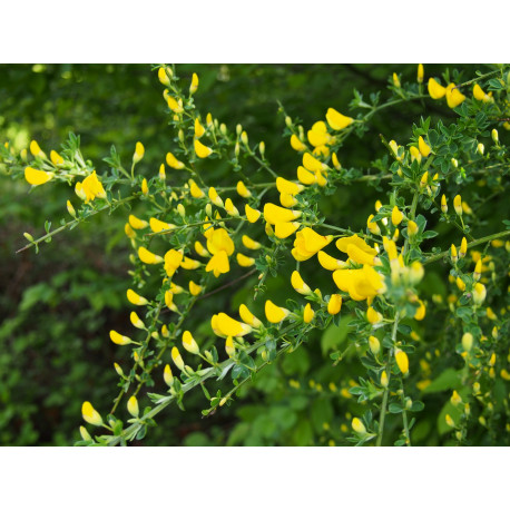 Cytisus praecox