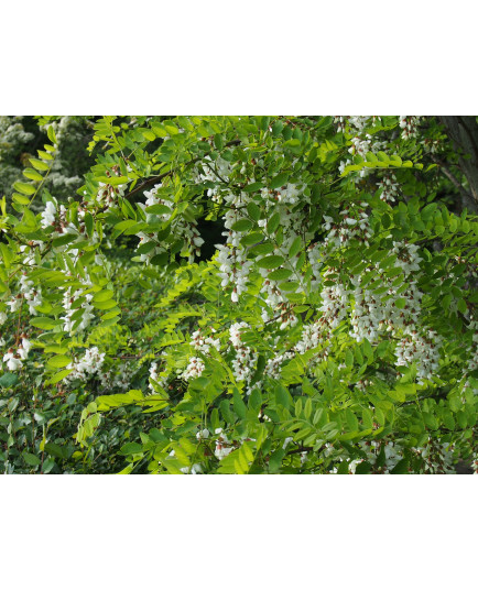 Robinia pseudoacacia – acacia, robiniers faux acacia,