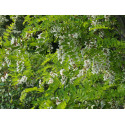 Robinia pseudoacacia – acacia, robiniers faux acacia,