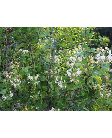 Lonicera caprifolium - Chevrefeuille grimpant , chèvrefeuilles des jardins