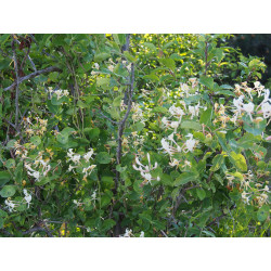 Lonicera caprifolium - Chevrefeuille grimpant , chèvrefeuilles des jardins