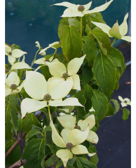 Cornus kousa 'Weisse Fontäne'