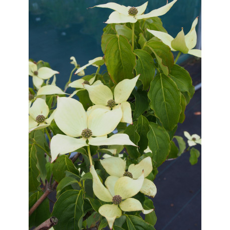 Cornus kousa 'Weisse Fontäne'