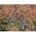 Cotinus coggygria 'Red Spirit' - Arbre à perruques