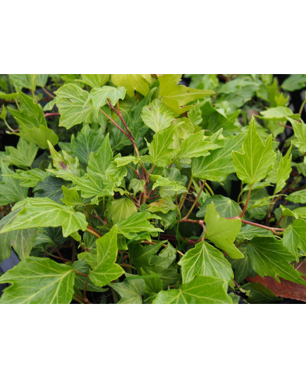 Hedera helix 'Green Ripple' - Lierre découpé