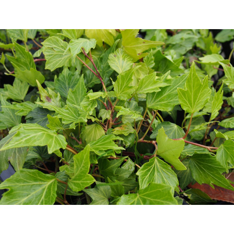 Hedera helix 'Green Ripple' - Lierre découpé