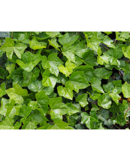 Hedera helix 'Hibernica' - Lierre d'Irlande