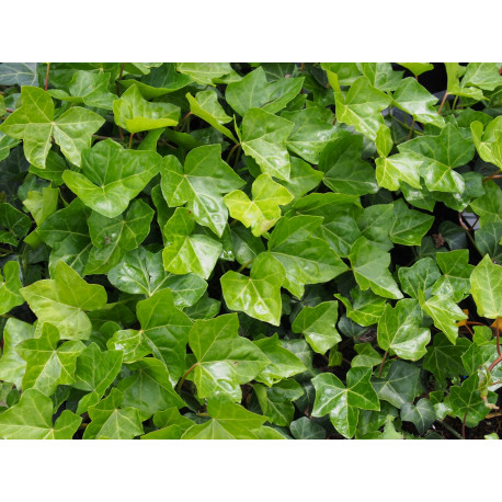 Hedera helix 'Hibernica' - Lierre d'Irlande