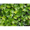 Hedera helix 'Hibernica' - Lierre d'Irlande