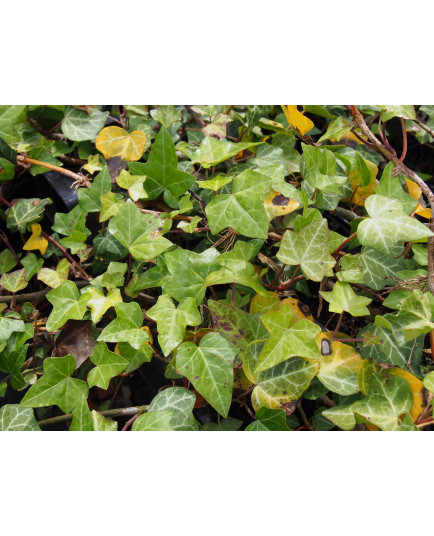 Hedera helix 'Plattensee' - Lierre