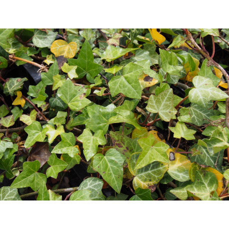 Hedera helix 'Plattensee' - Lierre