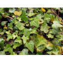 Hedera helix 'Plattensee' - Lierre