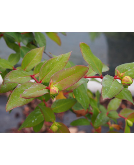 Hypericum moserianum x - Millepertuis