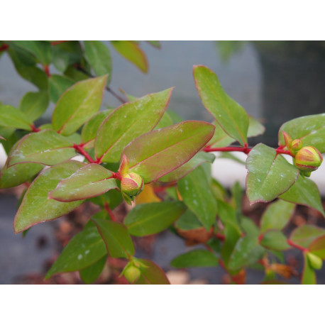 Hypericum moserianum x - Millepertuis