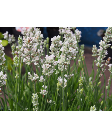 Lavandula intermedia x 'Edelweiss' - Lavande blanche