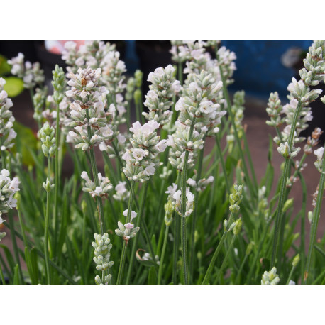 Lavandula intermedia x 'Edelweiss' - Lavande blanche