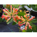 Lonicera 'Celestial'® - Chèvrefeuille