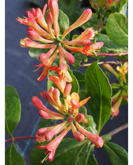 Lonicera 'Celestial'® - Chèvrefeuille