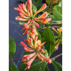 Lonicera 'Celestial'® - Chèvrefeuille