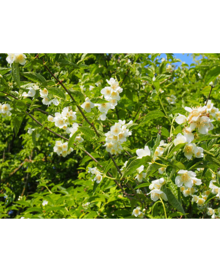 Philadelphus brachybotrys - seringats, seringas,