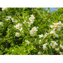 Philadelphus brachybotrys - seringats, seringas,