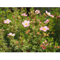 Potentilla fruticosa 'Lovely Pink'® ( Pink Beauty) - potentilles, comarums,