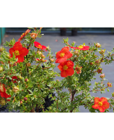 Potentilla fruticosa 'Marian Red Robin'® (Marrob) - potentilles, comarums,