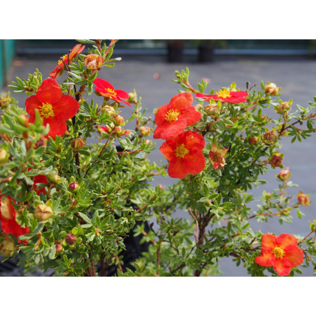 Potentilla fruticosa 'Marian Red Robin'® (Marrob) - potentilles, comarums,