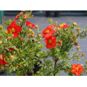 Potentilla fruticosa 'Marian Red Robin'® (Marrob) - potentilles, comarums,