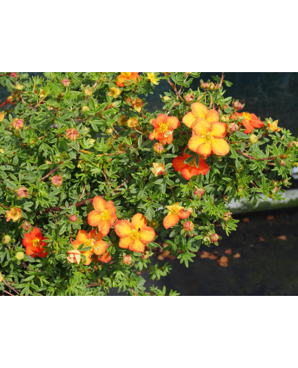 Potentilla fruticosa 'Red Ace' - potentilles, comarums,