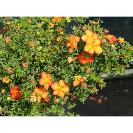 Potentilla fruticosa 'Red Ace' - potentilles, comarums,