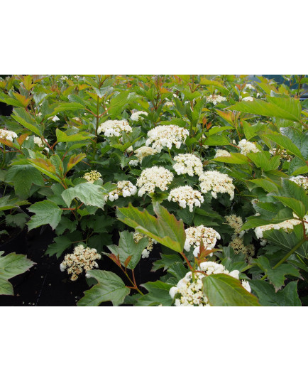 Viburnum opulus 'Compactum' - Viorne Obier