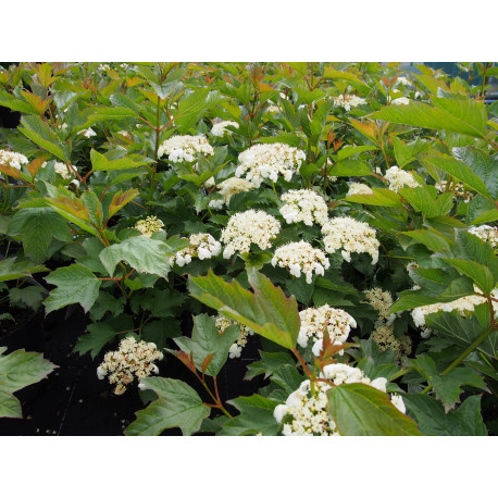 Viburnum opulus 'Compactum' - Viorne Obier