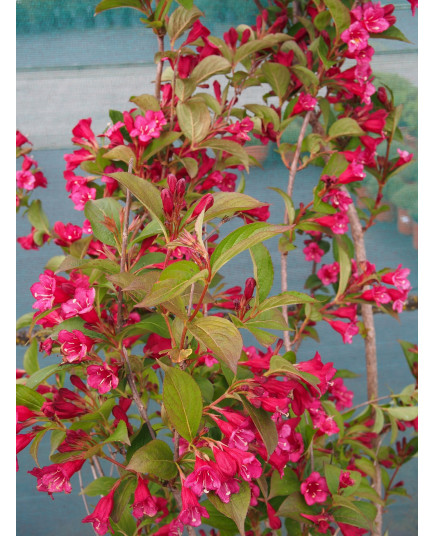 Weigela 'Bristol Ruby' - weigelia