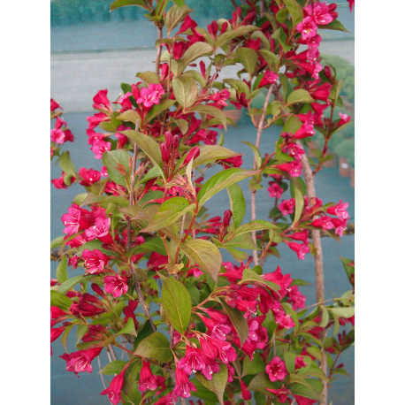 Weigela 'Bristol Ruby' - weigelia