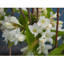 Weigela 'Candida' - weigelia